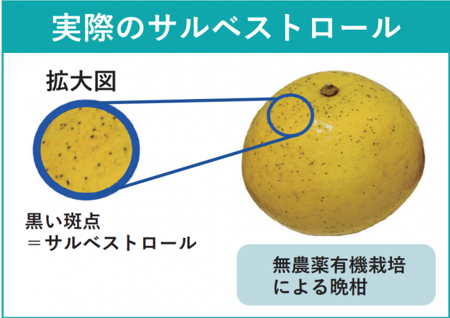 健康の鍵は医師による戦略的な栄養指導 植物由来の天然成分サルベスト ...